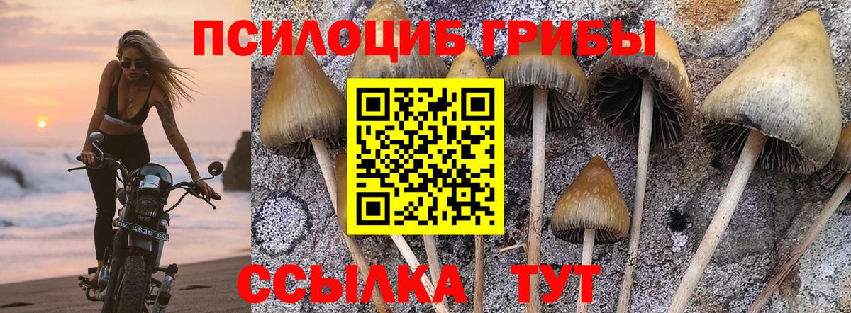 Псилоцибиновые грибы Psilocybe Чебаркуль